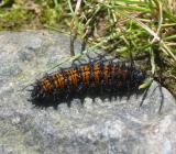 Harris Checkerspot Caterpillar