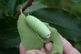 caterpillar5.jpg