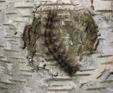 caterpillar6.jpg