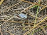 Fiddler Crab