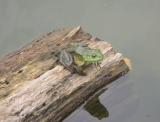 Bullfrog