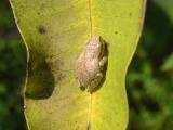 Spring Peeper