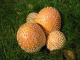 mushroom1.jpg