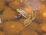 Pickerel Frog