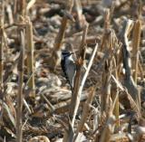 Downy Woodpecker on Cornstalk