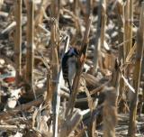 Downy Woodpecker on Cornstalk