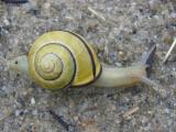 Land Snail