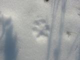 Red Fox in Light Snow
