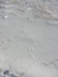 Cottontail Rabbit in Light Snow