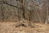 Brush Pile #2