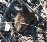 Meadow Vole