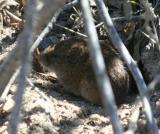 Meadow Vole