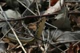 Garter Snake