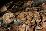 shelfmushrooms.jpg