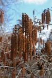 Catkins