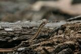 Ribbon Snake