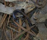 Redback Salamander