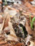 coltsfoot.jpg