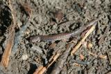 Redback Salamander