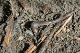 Redback Salamander