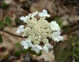 Cranberry Viburnum