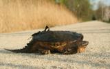 Snapping Turtle