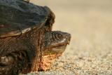 Snapping Turtle