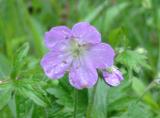 Wild Geranium