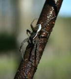 spider12.jpg