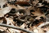 Garter Snake