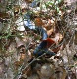 Black Racer