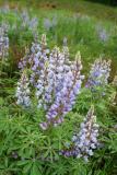 Wild Blue Lupine