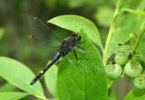 Dot-tailed Whiteface