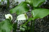 Wild Calla