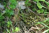 Leopard Frog
