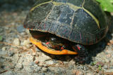Eastern Painted Turtle