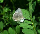 Silvery Blue