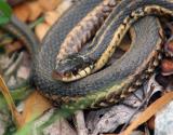 Garter Snake