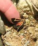 Unidentified Moth