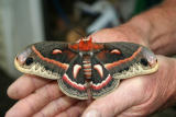 Cecropia Moth