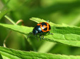 beetle1.jpg
