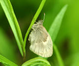 Common Ringlet
