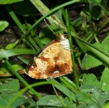 Pearl Crescent