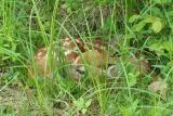 Fawn