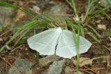 Unidentified Moth