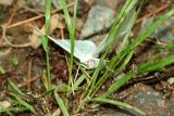 Unidentified Moth