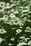 Field of Ox-eye Daisy