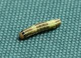caterpillar10.jpg