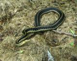 Garter Snake
