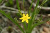 Yellow Stargrass